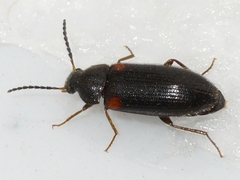 Mycetochara