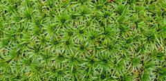 Plantago rigida