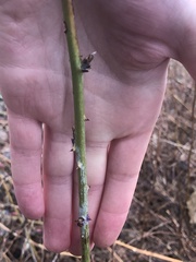 Rubus leucodermis