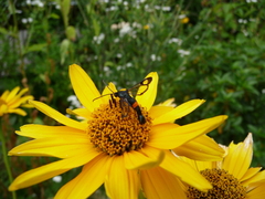 Synanthedon myopaeformis