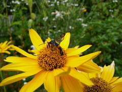 Synanthedon myopaeformis