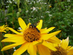 Synanthedon myopaeformis