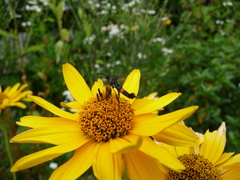 Synanthedon myopaeformis
