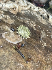 Strongylocentrotus purpuratus