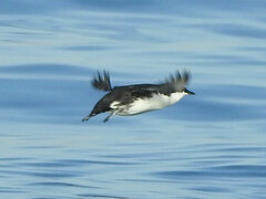 Synthliboramphus scrippsi