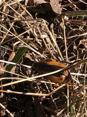 Chondropyga dorsalis