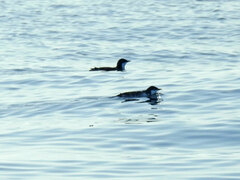 Synthliboramphus scrippsi