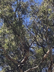 Egretta novaehollandiae