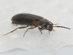 Mycetochara