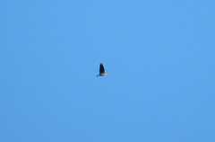 Melanocorypha calandra calandra