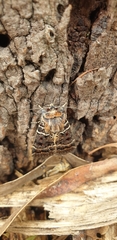 Proteuxoa sanguinipuncta