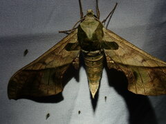 Adhemarius dariensis