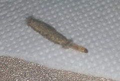 Tinea pellionella