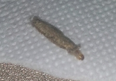 Tinea pellionella