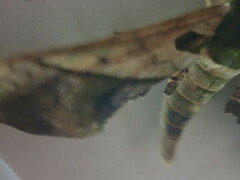 Adhemarius dariensis