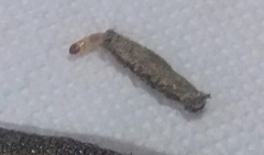 Tinea pellionella