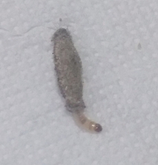 Tinea pellionella