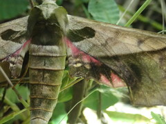 Adhemarius dariensis