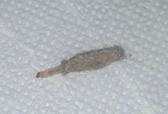 Tinea pellionella