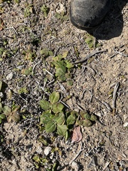 Eriogonum parvifolium