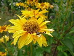 Synanthedon myopaeformis