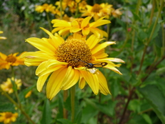 Synanthedon myopaeformis