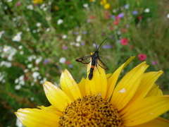 Synanthedon myopaeformis