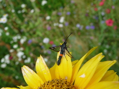 Synanthedon myopaeformis