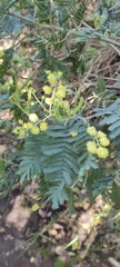 Acacia baileyana