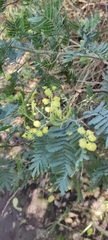 Acacia baileyana