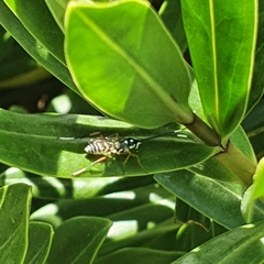 Glabridorsum stokesii