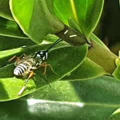 Glabridorsum stokesii