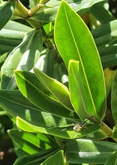 Glabridorsum stokesii