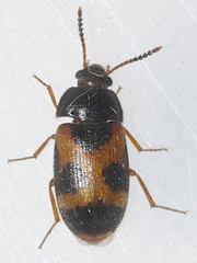 Mycetophagus punctatus