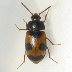 Mycetophagus punctatus