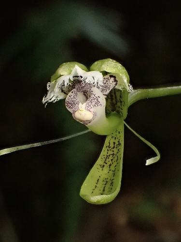 Epidendrum jatunsachanum