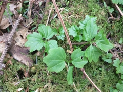 Cardamine angulata
