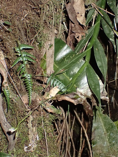 Epidendrum jatunsachanum Dodson & Hágsater 2