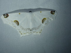 Sericoptera