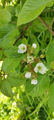 Rubus adenotrichos