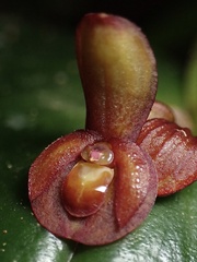 Pleurothallis