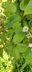 Rubus adenotrichos