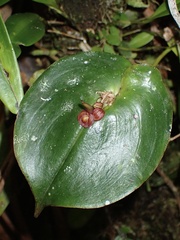 Pleurothallis