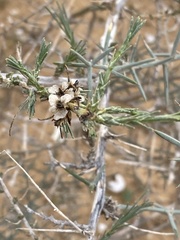 Noaea mucronata