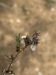Noaea mucronata