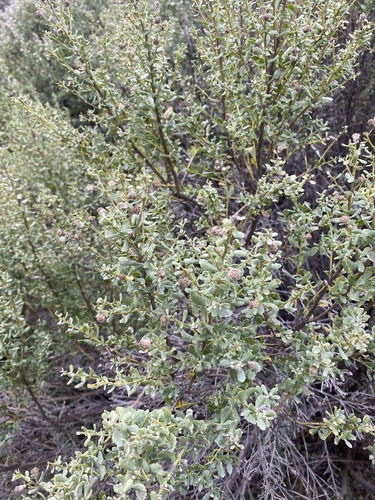 iNaturalist observation photo of coyote brush