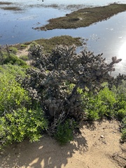 Cylindropuntia prolifera