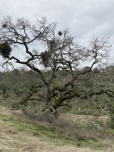 iNaturalist observation photo of blue oak