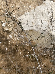 Noaea mucronata