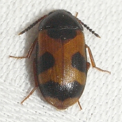 Mycetophagus punctatus